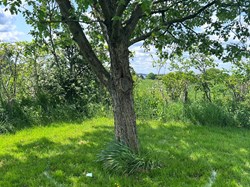 Scattering of Ashes area in Section 4