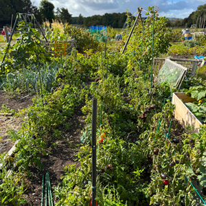 Plot 31