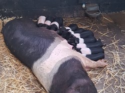 Pig and Piglets at Rare Breeds Centre