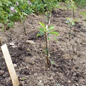 The first shoots on our newly grafted apple trees