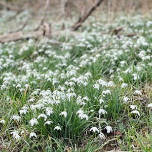 Bossington snowdrops - photo by Kate Selwood