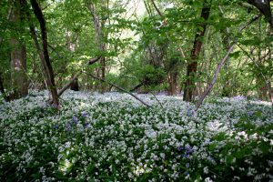 Bluebells