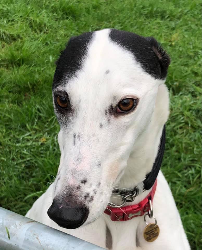 Greyhound Trust Shropshire & Borders Kyra Greyhound Trust Shropshire & Borders Kyra