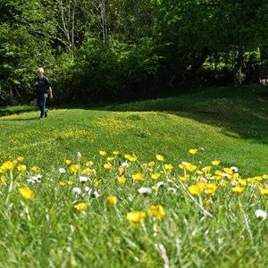 May 24th   BUTTERCUPS     Wildflowers greet walkers through Farmyard Field at this time of year.