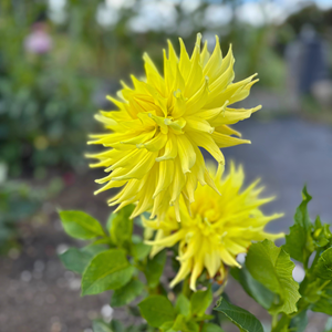 Aston Clinton Parish Council Allotments