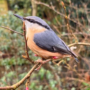 Shipton Village Nature Enthusiasts Evening - 20th March