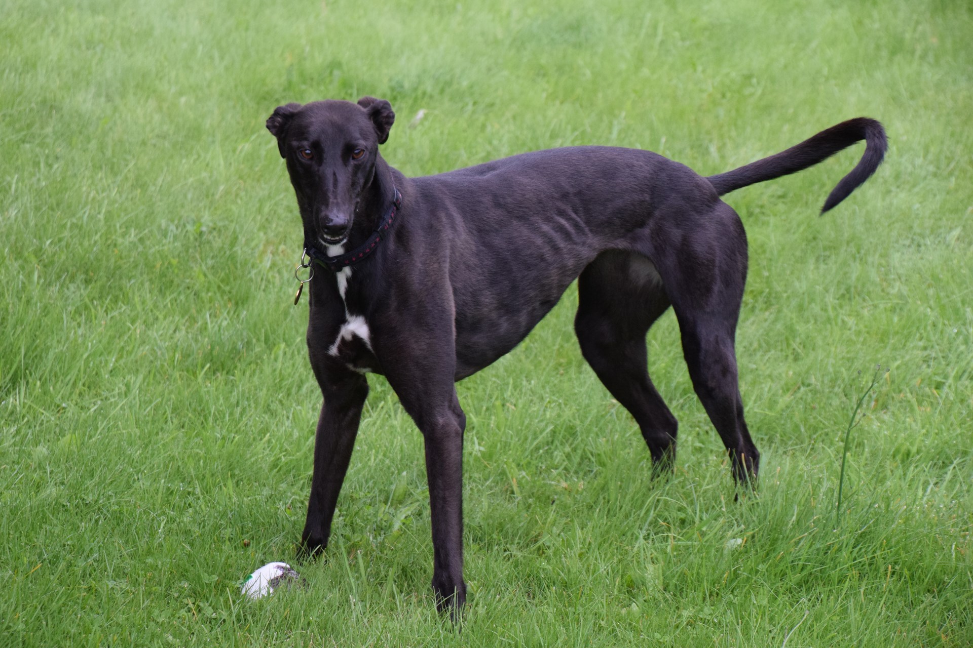 Greyhound Trust Shropshire & Borders Misha Greyhound Trust Shropshire & Borders Misha