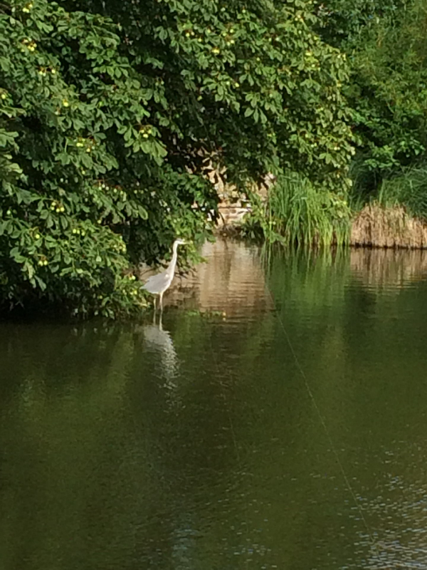 Fishing on Bredgar Pond