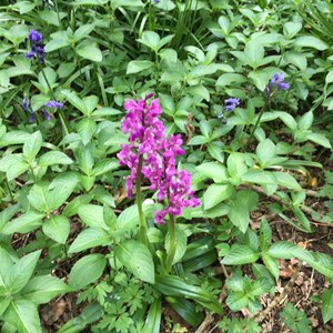 Early Purple Orchid - Hurstbourne Hill