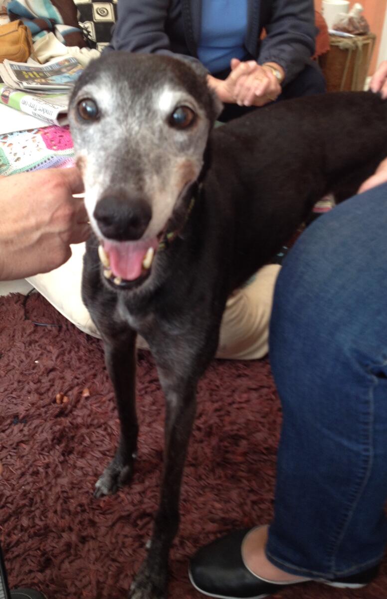 Greyhound Trust Shropshire & Borders Susie Greyhound Trust Shropshire & Borders Susie