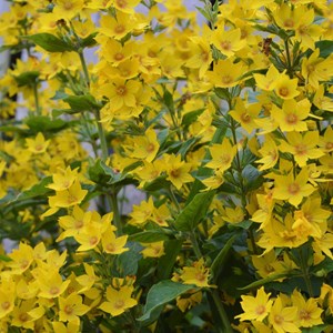 08. Primulaceae
