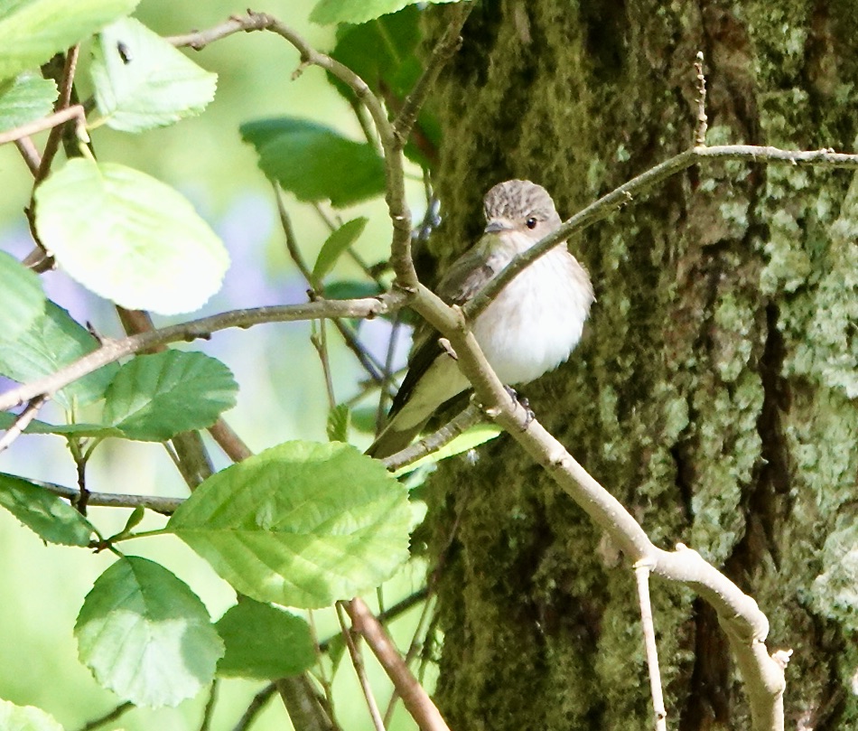 Spotted flycatcher typically sitting in the middle of a tree!