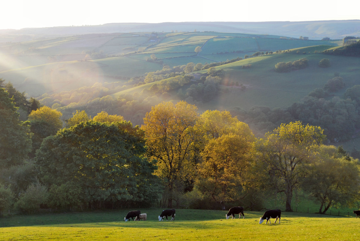 Cattle grazing above the Clun Valley