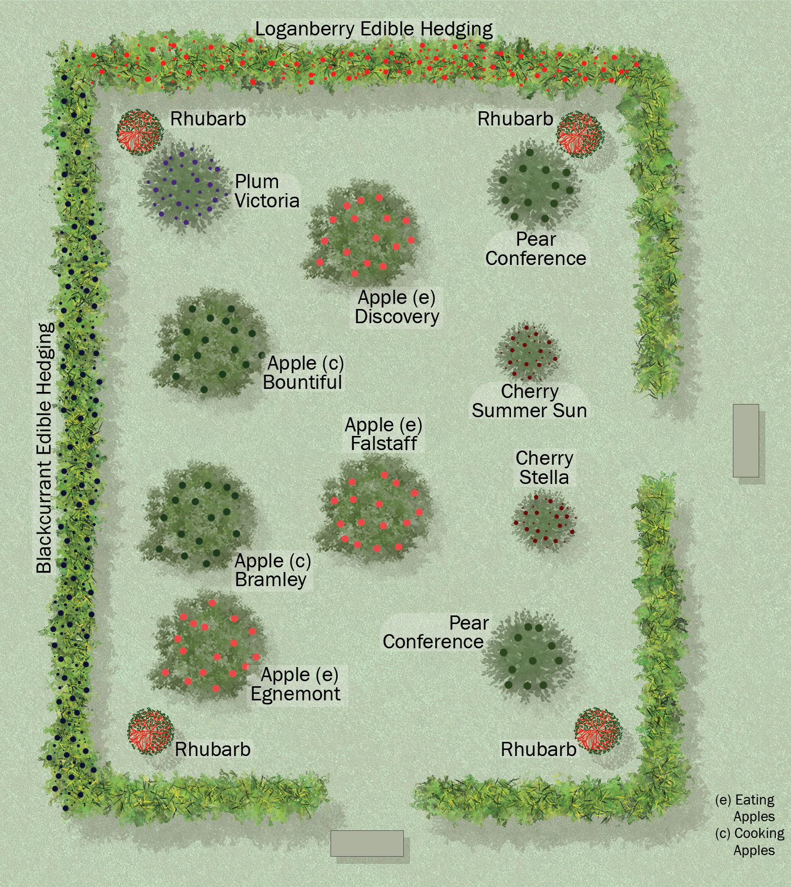 This is the guide to the trees and edible hedging that we have planted.