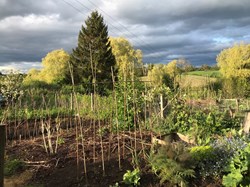 Stormy sky over the Allotments