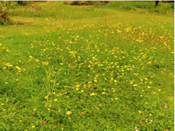 Haywards Heath and District Probus Club A Formal Garden into a Nature Reserve