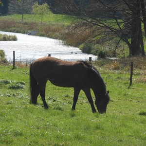 Grazing by the Meon