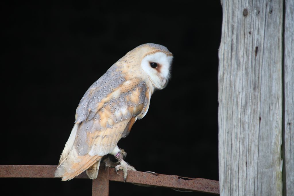 A Barn Owl A Barn Owl