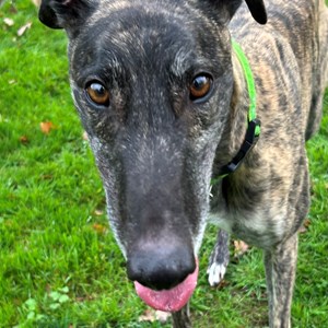 Greyhound Trust Shropshire & Borders Ringo Greyhound Trust Shropshire & Borders Ringo