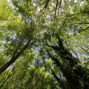 16. A canopy of trees