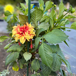 Plot 9 flowers
