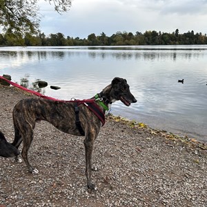 Greyhound Trust Shropshire & Borders Ringo Greyhound Trust Shropshire & Borders Ringo