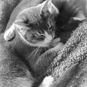 07. Cuddling cats