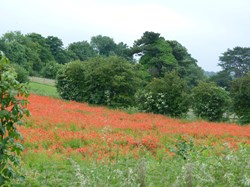 Luddesdown & District Rights of Way Group Walking in Luddesdown