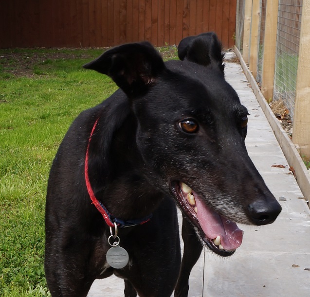 Greyhound Trust Shropshire & Borders Josh Greyhound Trust Shropshire & Borders Josh