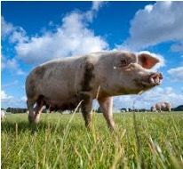 Ashmansworth Parish Council June 2025, on Food Ashmansworth Parish Council June 2025, on Food