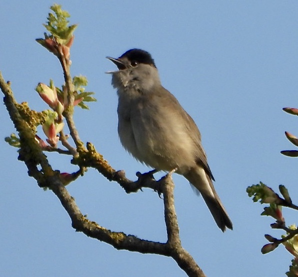 A Blackcap singing from a tree