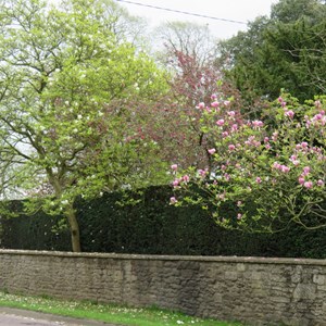 Spring blossom in the High Street
