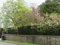 Spring blossom in the High Street