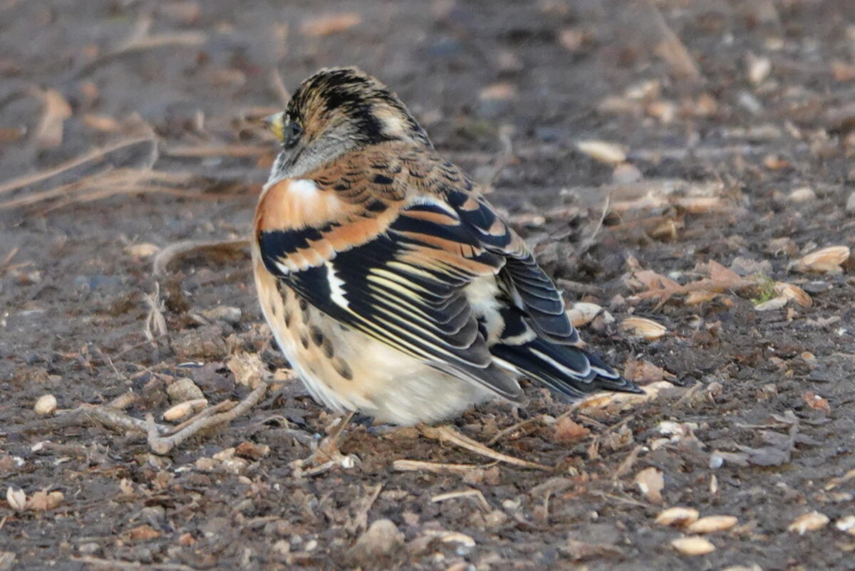 Back view of a Brambling showing off their distinctive markings
