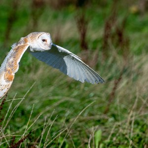 18. Barn Owl in flight