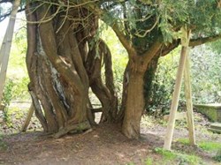 Old Yew at the church
