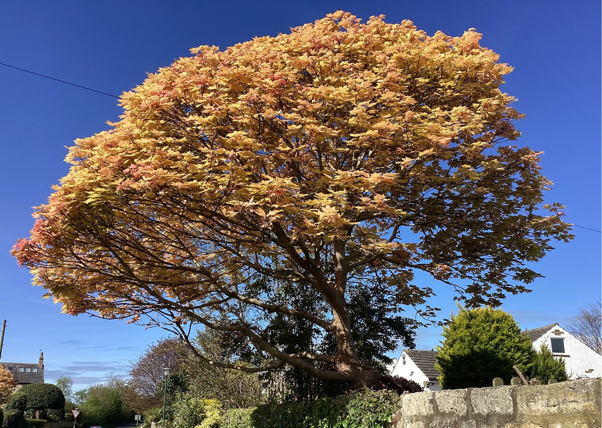 A beautiful tree on a stunning Spring Day A beautiful tree on a stunning Spring Day