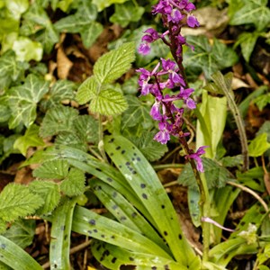 Early Purple Orchid, Doloman's Lane, 2019