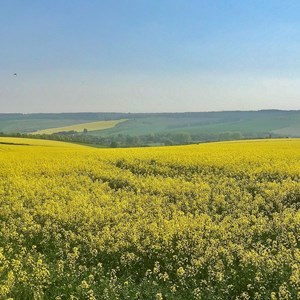 Rapeseed Fields of Stapleford - Mike Riding