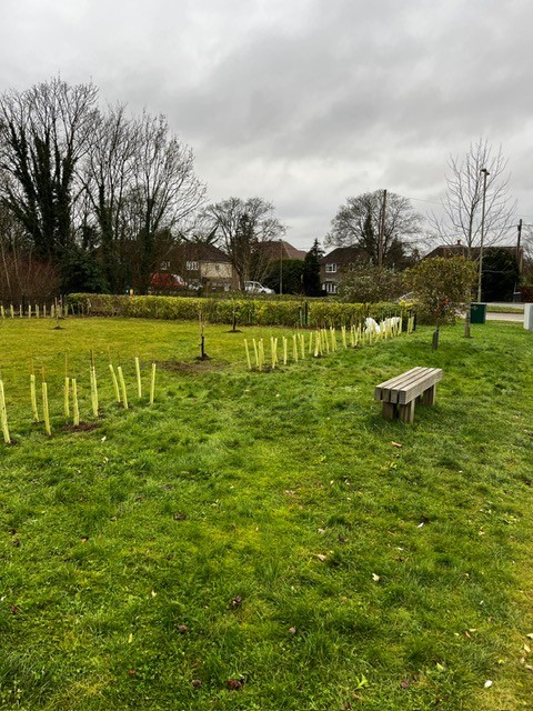 The Orchard after planting
