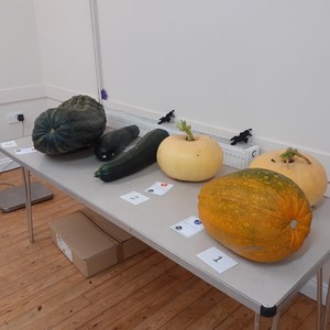 The largest marrow & pumpkin