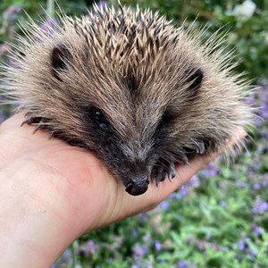 Shipton Village Nature Enthusiasts Evening - 20th March