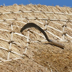 DEC 19th    SUSTAINABLE ROOF  (by JW)   Did you know, the Cottage’s thatched roof is made of combed wheat straw and hazel spars.