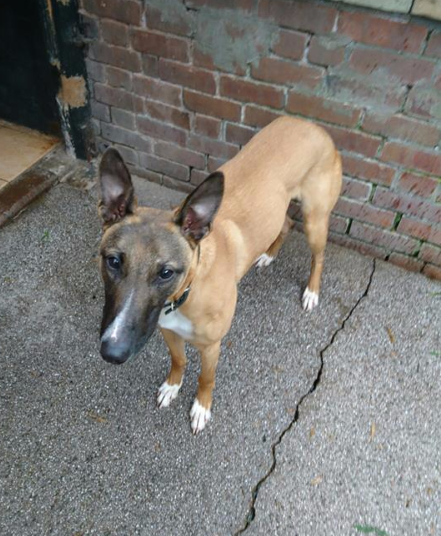 Greyhound Rescue Shropshire & Borders Gus Greyhound Rescue Shropshire & Borders Gus