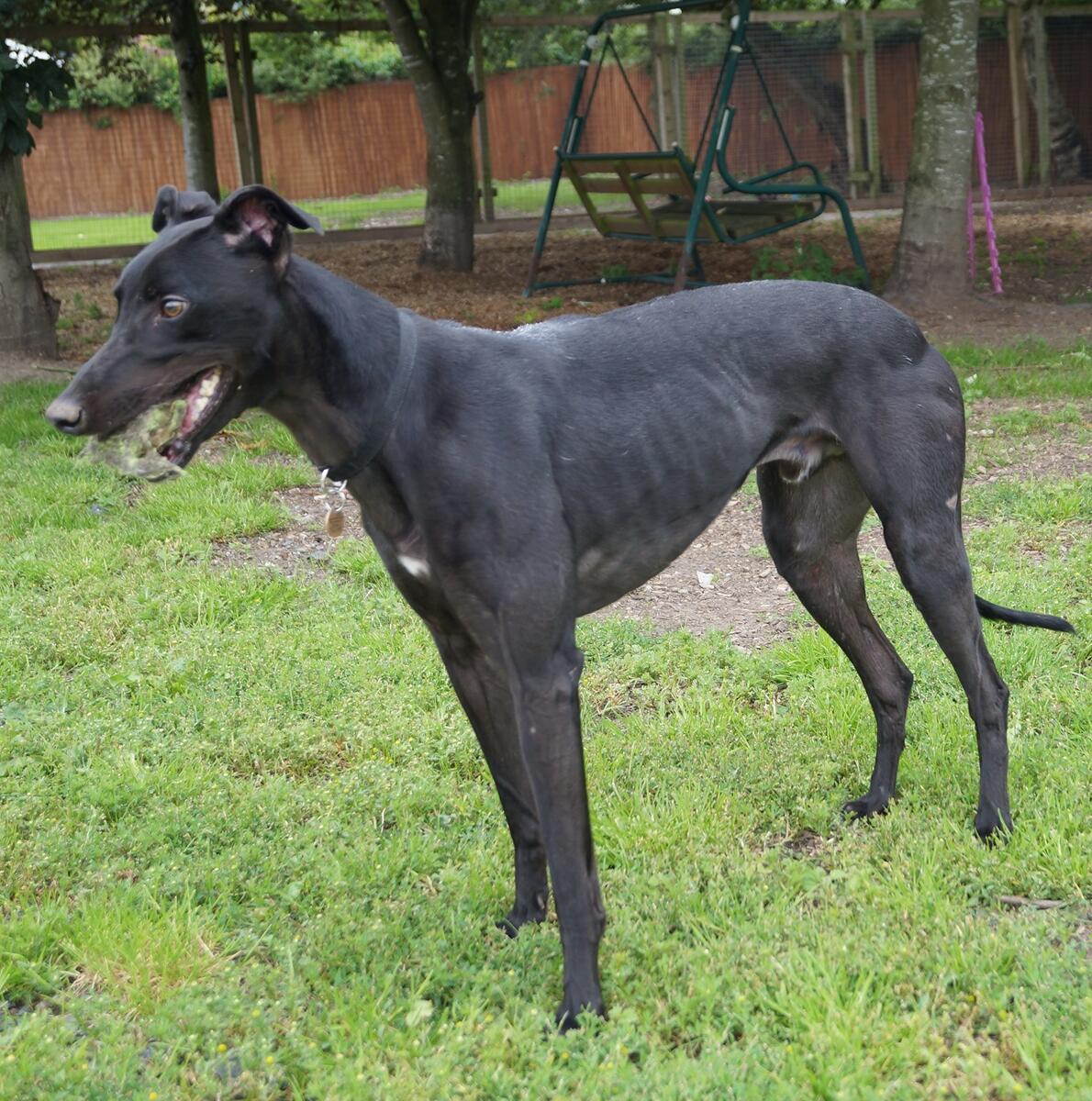 Greyhound Trust Shropshire & Borders Rio Greyhound Trust Shropshire & Borders Rio