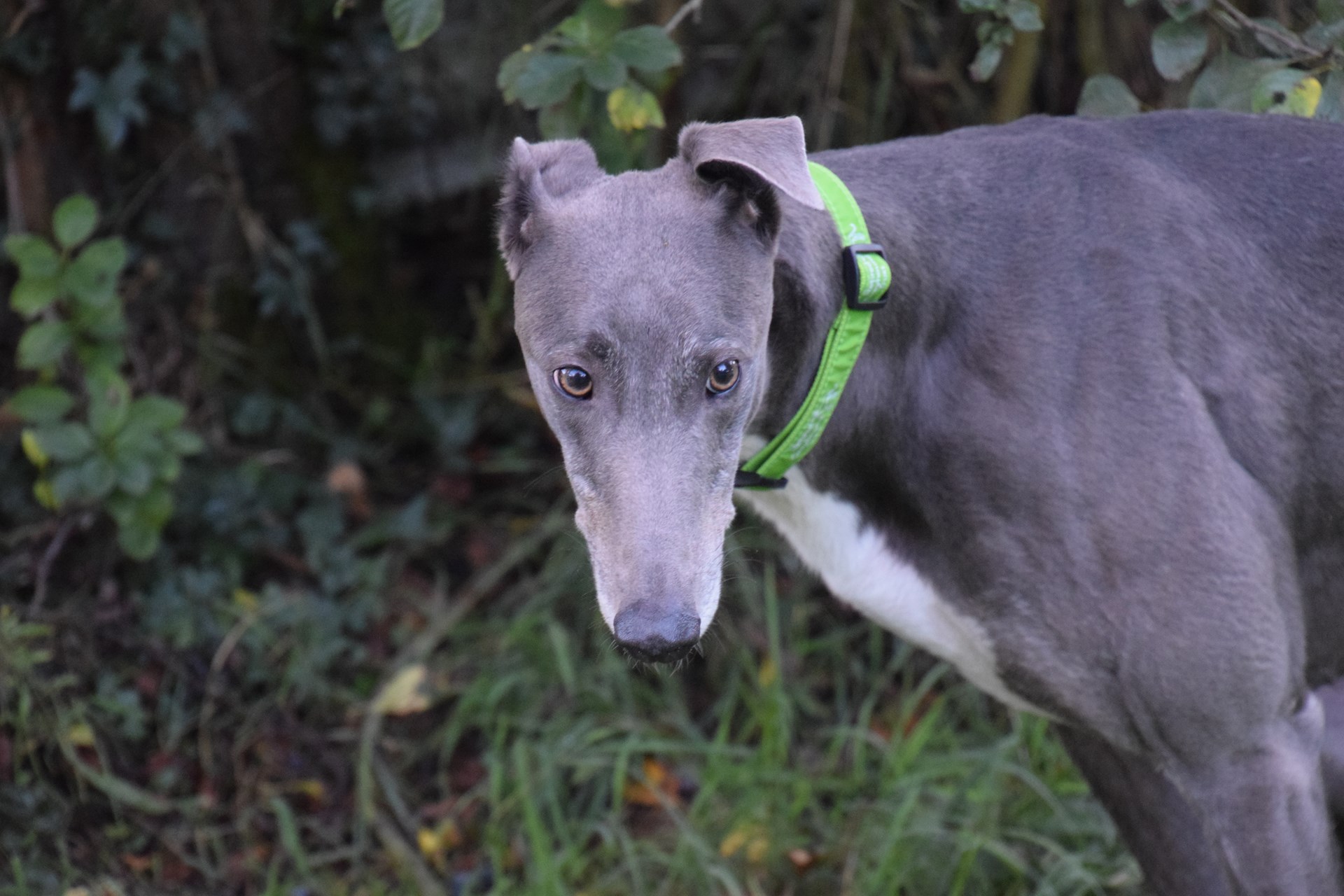 Greyhound Trust Shropshire & Borders Austin Greyhound Trust Shropshire & Borders Austin