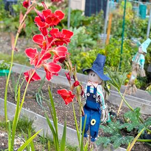 Aston Clinton Parish Council Allotments