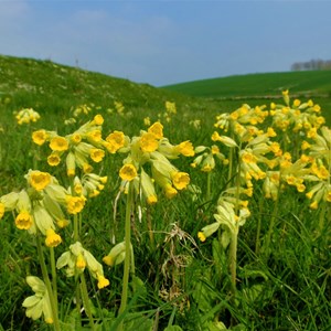 Cowslip Time in Berwick - Claire Whatley