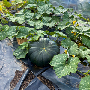Plot 1 pumpkin