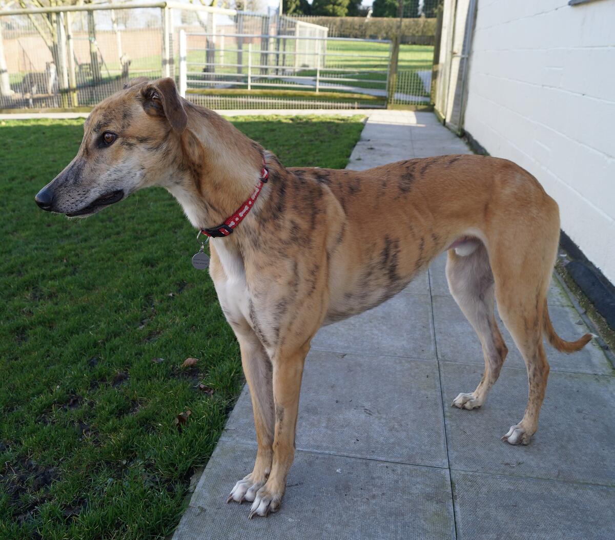 Greyhound Trust Shropshire & Borders Jamie Greyhound Trust Shropshire & Borders Jamie